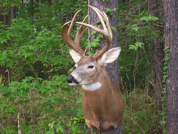 Buck Deer